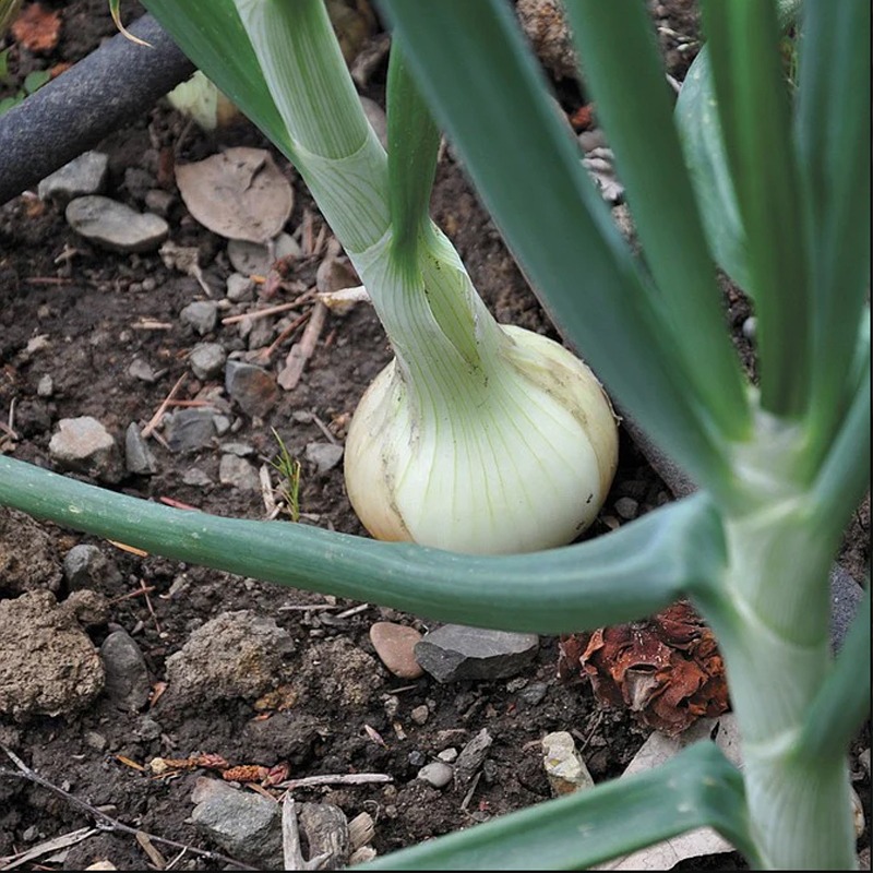 Thumb Image